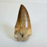 Mosasaurus Tylosaur Tooth | Giant Cretaceous Fossil Collection | FossilPaleo - Image 11