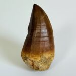 Rare Mosasaur Tooth Species Specific Tylosaurus Fossil | FossilPaleo - Image 3