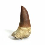 Rare Mosasaur Tooth Species Specific Tylosaurus Fossil | FossilPaleo - Image 4