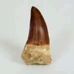 Rare Mosasaur Tooth Species Specific Tylosaurus Fossil | FossilPaleo - Image 3