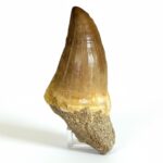 Giant Mosasaur Tooth Large Fossil Display Collectors Item | FossilPaleo - Image 13