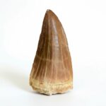 Mosasaur Tooth Dinosaur Fossil Authentic Cretaceous Specimen | FossilPaleo - Image 13