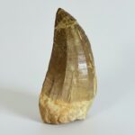 Rare Mosasaur Tooth Species Specific Tylosaurus Fossil | FossilPaleo - Image 2