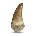 Mosasaur Tooth Large Fossil Display Collectors Item | FossilPaleo - Image 3