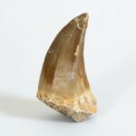 Mosasaur Tooth Real Fossil Authentic Dinosaur Tooth Gift | FossilPaleo - Image 3