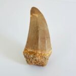 Mosasaur Hoffmanni Tooth Dinosaur Fossil Authentic Specimen | FossilPaleo - Image 5