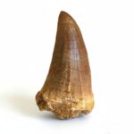 Mosasaur Tooth Dinosaur Fossil Authentic Cretaceous Specimen | FossilPaleo - Image 11