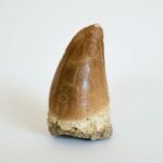 Mosasaur Hoffmanni Tooth Dinosaur Fossil Authentic Specimen | FossilPaleo - Image 5