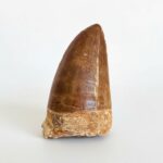 Mosasaur Tooth Dinosaur Fossil Authentic Cretaceous Specimen | FossilPaleo - Image 13