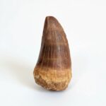 Authentic Dinosaur Tooth Mosasaur Fossil Cretaceous Marine Reptile | FossilPaleo - Image 12