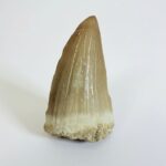 Rare Mosasaur Tooth Species Specific Beaugei Fossil | FossilPaleo - Image 11