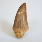Authentic Dinosaur Tooth Mosasaur Fossil Cretaceous  | FossilPaleo - Image 4