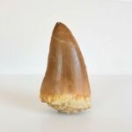 Rare Mosasaur Tooth Species Specific Hoffmanni Fossil  | FossilPaleo - Image 4