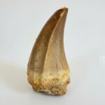 Rare Mosasaur Tooth Species Specific Beaugei Fossil | FossilPaleo - Image 13