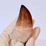 Authentic Mosasaur Tooth for Sale | Premium Fossil Collection - Image 2