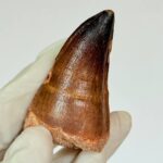 Authentic Mosasaurus Tooth | Giant Marine Reptile Fossil - Image 10