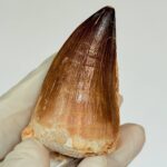 Mosasaur Tooth Fossils for Sale | Authentic Cretaceous Specimens - Image 3
