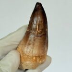 Authentic Mosasaur Teeth for Sale | FossilPaleo - Image 3