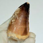 Mosasaurus Tooth for Sale | Giant Marine Reptile Fossil | FossilPaleo - Image 8