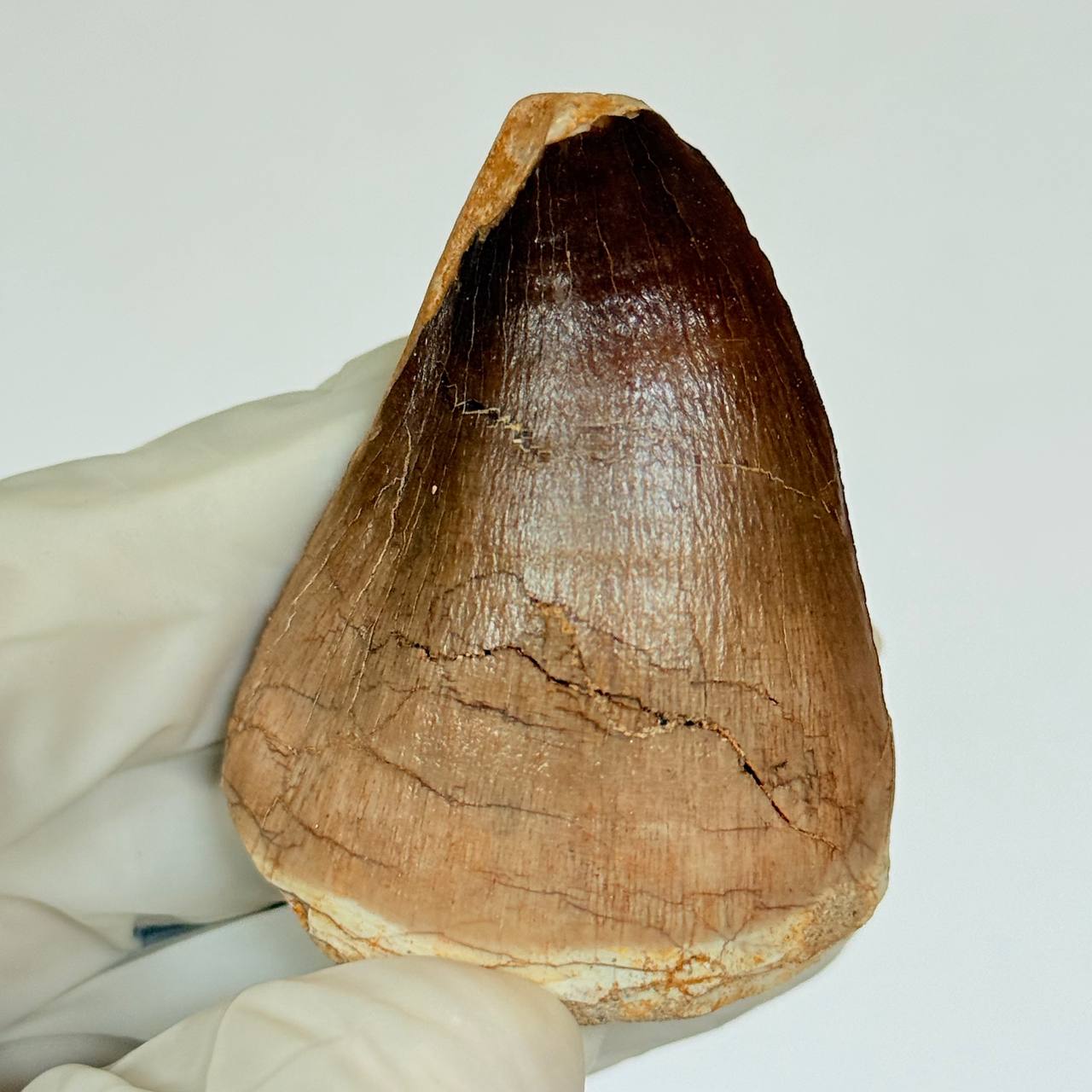 real mosasaur tooth fossil from Morocco (1) Genuine Mosasaur Tooth Fossil – Cretaceous Dinosaur Tooth from Ancient Marine Reptile - Image 1