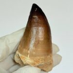 Mosasaur Tooth Fossil – Cretaceous Dinosaur Tooth Marine Reptile - Image 9