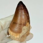 Authentic Mosasaurus Tooth | Giant Marine Reptile Fossil - Image 3