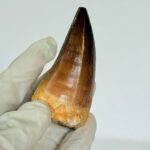Authentic Mosasaurus Tooth | Giant Marine Reptile Fossil - Image 3