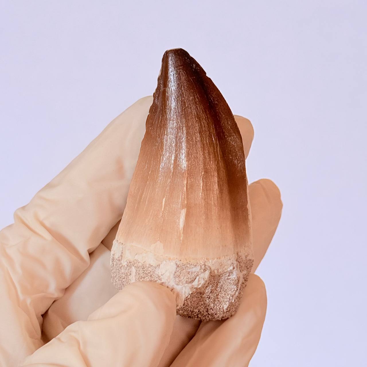 real mosasaur tooth fossil from Morocco (1) Genuine Mosasaur Tooth Fossil – Cretaceous Dinosaur Tooth from Ancient Marine Reptile - Image 1