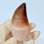 Authentic Mosasaur Tooth for Sale | Premium Fossil Collection - Image 3