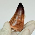 Authentic Mosasaurus Tooth | Giant Marine Reptile Fossil - Image 9