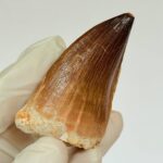 Mosasaur Tooth Fossils for Sale | Authentic Cretaceous Specimens - Image 4