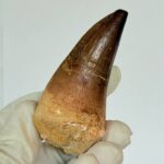 Authentic Mosasaur Teeth for Sale | FossilPaleo - Image 4