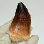 Mosasaurus Tooth for Sale | Giant Marine Reptile Fossil | FossilPaleo - Image 7