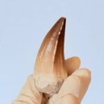 Genuine Mosasaur Tooth Fossil – Cretaceous Dinosaur Tooth from Ancient Marine Reptile - Image 3