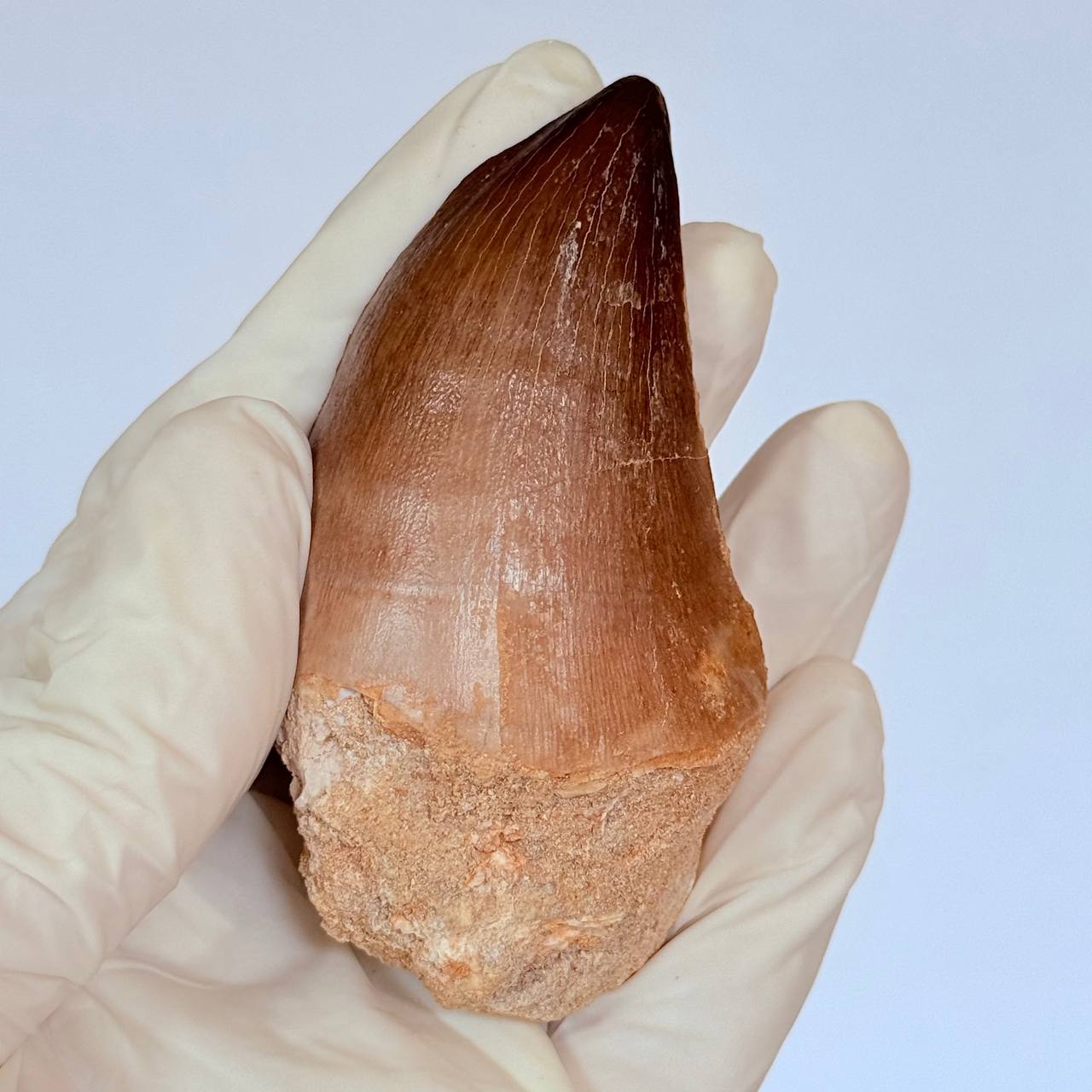real mosasaur tooth fossil from Morocco (2) Authentic Mosasaur Tooth for Sale | Premium Fossil Collection - Image 1