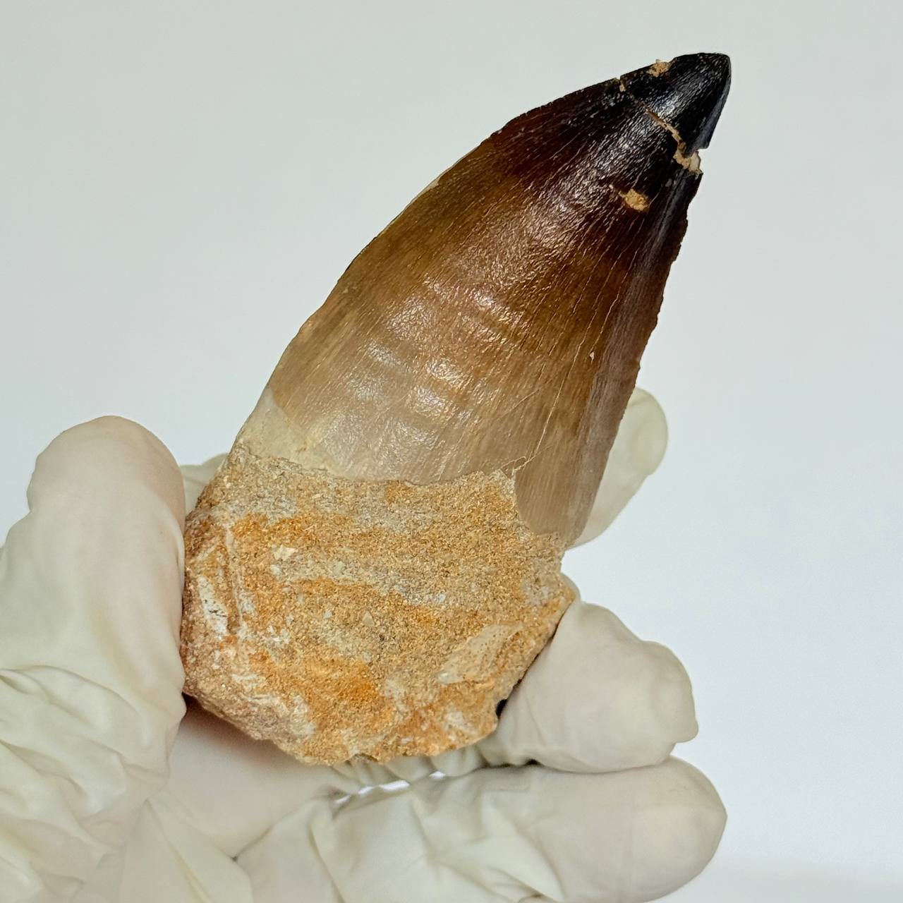 real mosasaur tooth fossil from Morocco (2) Genuine Mosasaur Tooth Fossil – Cretaceous Dinosaur Tooth Marine Reptile - Image 1
