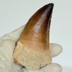 Mosasaur Tooth Fossil – Cretaceous Dinosaur Tooth Marine Reptile - Image 8