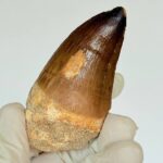 Authentic Mosasaurus Tooth | Giant Marine Reptile Fossil - Image 4