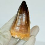 Authentic Mosasaurus Tooth | Giant Marine Reptile Fossil - Image 4