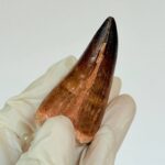 Authentic Mosasaurus Tooth | Giant Marine Reptile Fossil - Image 8
