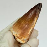Mosasaur Tooth Fossils for Sale | Authentic Cretaceous Specimens - Image 5