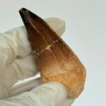 Authentic Mosasaur Teeth for Sale | FossilPaleo - Image 5