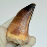 Mosasaurus Tooth for Sale | Giant Marine Reptile Fossil | FossilPaleo - Image 6