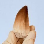 Genuine Mosasaur Tooth Fossil – Cretaceous Dinosaur Tooth from Ancient Marine Reptile - Image 4