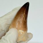 Mosasaur Tooth Fossil – Cretaceous Dinosaur Tooth Marine Reptile - Image 7