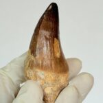 Authentic Mosasaurus Tooth | Giant Marine Reptile Fossil - Image 5