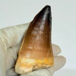 Authentic Mosasaurus Tooth | Giant Marine Reptile Fossil - Image 5