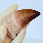 Authentic Mosasaur Tooth for Sale | Premium Fossil Collection - Image 5