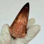 Authentic Mosasaurus Tooth | Giant Marine Reptile Fossil - Image 7