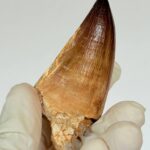 Mosasaur Tooth Fossils for Sale | Authentic Cretaceous Specimens - Image 6